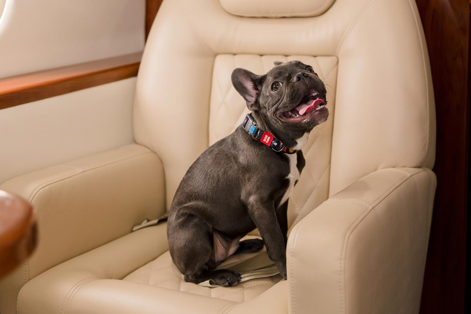 Private-Jet-Travel-with-Animals